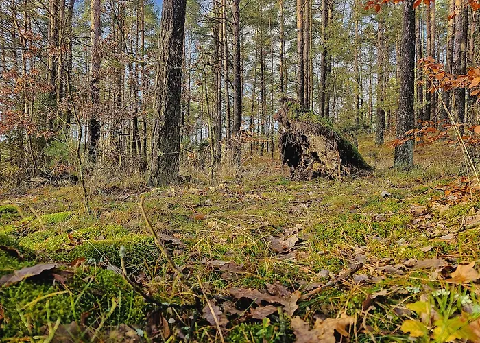 Rezort Kaszuby Tree House
